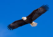 BRD 02 NE0011 01
Bald Eagle Flying Blue Sky Alaska