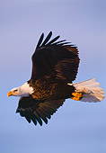 BRD 02 NE0012 01
Bald Eagle Flying Blue Sky Alaska