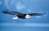 BRD 02 NE0014 01
Bald Eagle Flying Alaska
