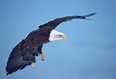 BRD 02 NE0015 01
Bald Eagle Flying Alaska