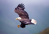 BRD 02 NE0017 01
Bald Eagle Flying Alaska