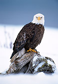 BRD 02 NE0018 01
Bald Eagle Perching On Snowy Tree Stump Alaska