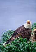 BRD 02 NE0019 01
Bald Eagle Calling To Mate Alaska