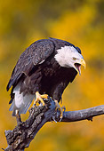 BRD 02 NE0020 01
Captive Bald Eagle Screeching From Branch
