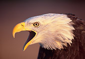 BRD 02 NE0021 01
Head Shot Of Captive Bald Eagle Screeching