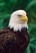 BRD 02 NE0022 01
Close-Up Of Bald Eagle Alaska