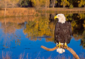 BRD 02 NE0023 01
Captive Bald Eagle Perching On Branch By Lake
