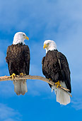 BRD 02 NE0024 01
Bald Eagles Perching On Branch Blue Sky