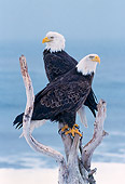 BRD 02 NE0025 01
Bald Eagles Perching On Branch