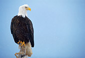 BRD 02 NE0026 01
Bald Eagle Perching On Top Of Tree