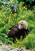 BRD 02 NE0027 01
Bald Eagle Sitting In Field With Yellow Flowers