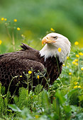 BRD 02 NE0028 01
Bald Eagle Sitting In Field With Yellow Flowers Close Up