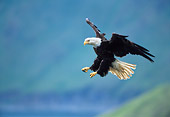 BRD 02 NE0029 01
Bald Eagle Flying With Talons Out