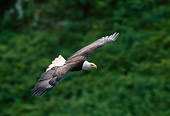 BRD 02 NE0030 01
Bald Eagle Soaring Above Trees Alaska
