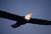 BRD 02 RF0083 01
Bald Eagle In Flight