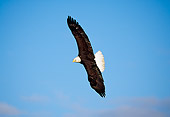 BRD 02 RF0091 01
Bald Eagle Soaring Blue Sky