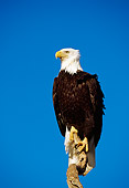 BRD 02 RF0092 01
Bald Eagle Perching On Tree Branch Blue Sky