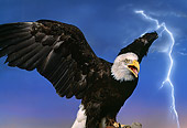 BRD 02 RK0020 08
Bald Eagle Lightning