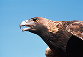 BRD 02 RK0044 01
Profile Head Shot Of Golden Eagle