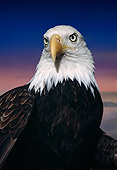 BRD 02 RK0046 49
Head Shot Of Bald Eagle