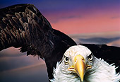 BRD 02 RK0046 63
Head Shot Of Bald Eagle