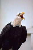 BRD 02 RK0059 01
Bald Eagle Screeching