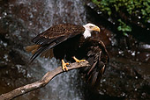 BRD 02 RK0066 12
Bald Eagle Sitting On Branch By Waterfall