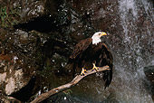 BRD 02 RK0076 04
Bald Eagle On Branch By Waterfall
