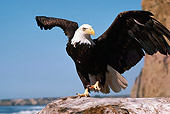 BRD 02 RK0084 04
Bald Eagle On Rock  At Beach