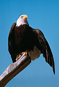 BRD 02 RK0085 09
Bald Eagle Sitting On Branch At Beach