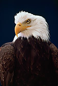 BRD 02 RK0091 12
Head Shot Of Bald Eagle