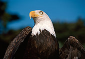 BRD 02 RK0093 09
Head Shot Of Bald Eagle
