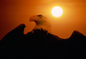 BRD 02 RK0096 12
Head Shot Of Eagle Against Sunset Background