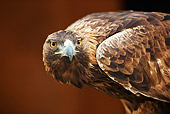 BRD 02 RK0101 01
Head Shot Of Golden Eagle