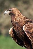 BRD 02 RK0102 03
Head Shot Of Golden Eagle
