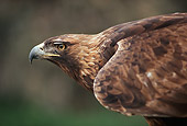 BRD 02 RK0102 07
Head Shot Of Golden Eagle