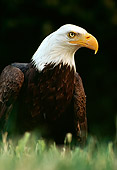 BRD 02 RK0107 01
Head Shot Of Bald Eagle On Grass