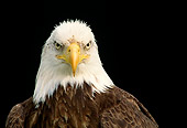 BRD 02 RW0002 01
Head Shot Of Bald Eagle