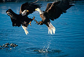 BRD 02 TL0001 01
Two Bald Eagles Fighting Above Water
