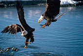 BRD 02 TL0003 01
Two Bald Eagles Fighting Above Water