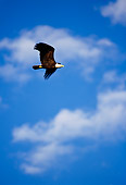 BRD 02 TL0004 01
Bald Eagle In Flight
