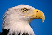 BRD 02 TL0005 01
Portrait Head Shot Of Bald Eagle