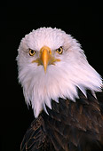 BRD 02 TL0011 01
Portrait Head Shot Of Bald Eagle