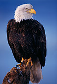 BRD 02 TL0012 01
Portrait Of Bald Eagle
