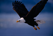 BRD 02 TL0013 01
Bald Eagle In Flight