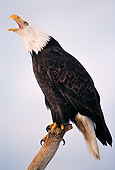 BRD 02 TL0014 01
Bald Eagle Sitting On Branch Calling