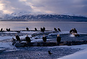 BRD 02 TL0015 01
Bald Eagles At Winter Feeding Area Alaska