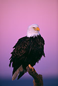 BRD 02 TL0017 01
Portrait Of Bald Eagle On Branch At Sunset