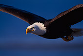 BRD 02 TL0022 01
Bald Eagle In Flight