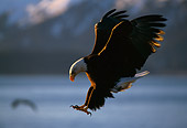 BRD 02 TL0023 01
Bald Eagle Landing